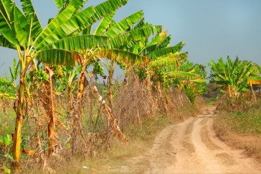 Muz bitkileri, Myanmar