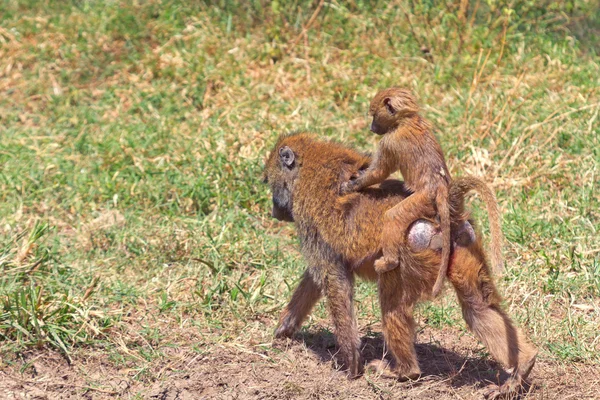 Mamma och baby babianer — Stockfoto
