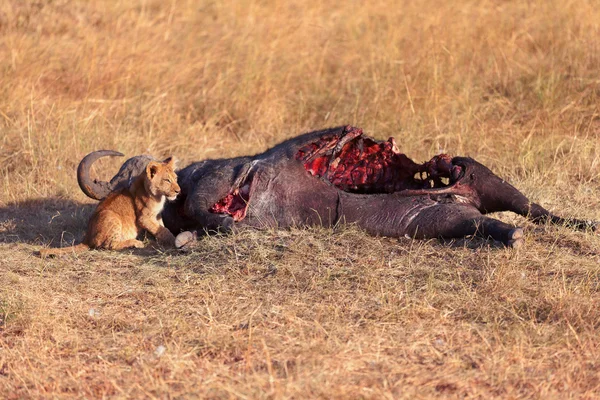 Masai Mara yavru dişi — Stok fotoğraf