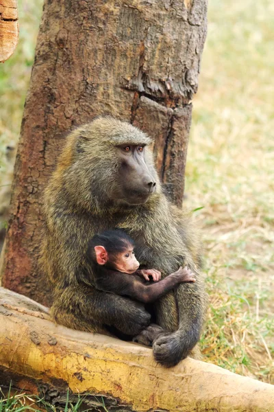 Babuinos de madre y bebé —  Fotos de Stock