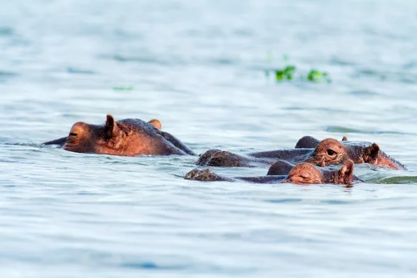 Grupo Hipopótamo, Lago Naivasha — Foto de Stock