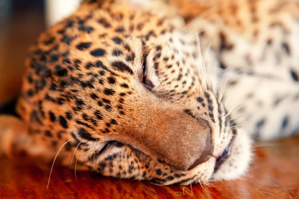 Bebé leopardo en Tailandia —  Fotos de Stock