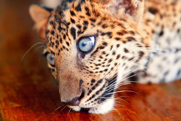 Baby leopard in Thailand — Stock Photo, Image