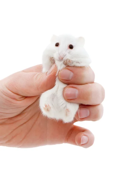 Witte muis in menselijke hand — Stockfoto