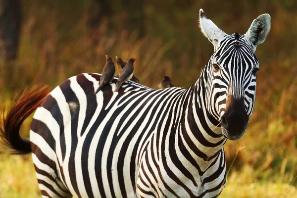 Zebra in Africa, Amboseli Royalty Free Stock Photos