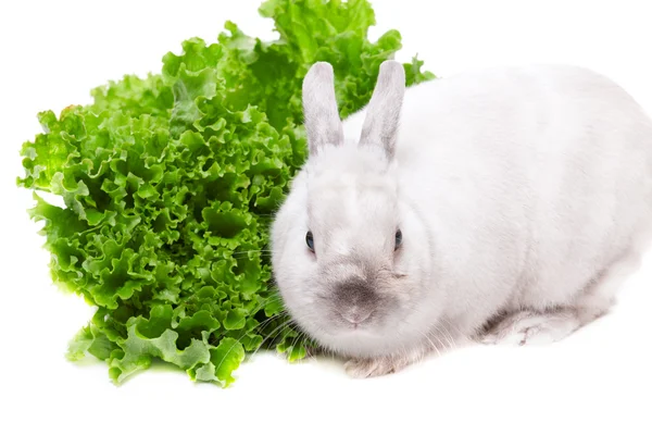 Weißes Kaninchen isst grünen Salat — Stockfoto