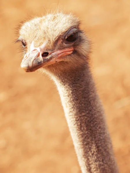 Ostrich close-up in zoo — Stock Photo, Image