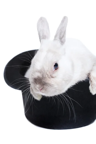 Кролик в волшебной шляпе — стоковое фото