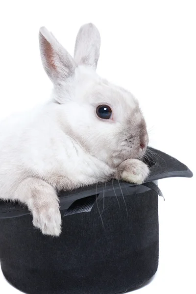 Lapin au chapeau magique — Photo