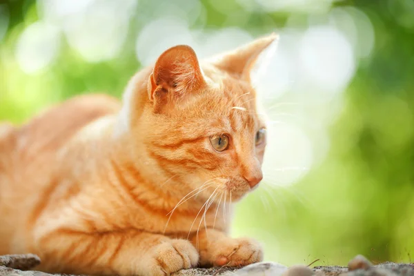 屋外の国内猫 — ストック写真