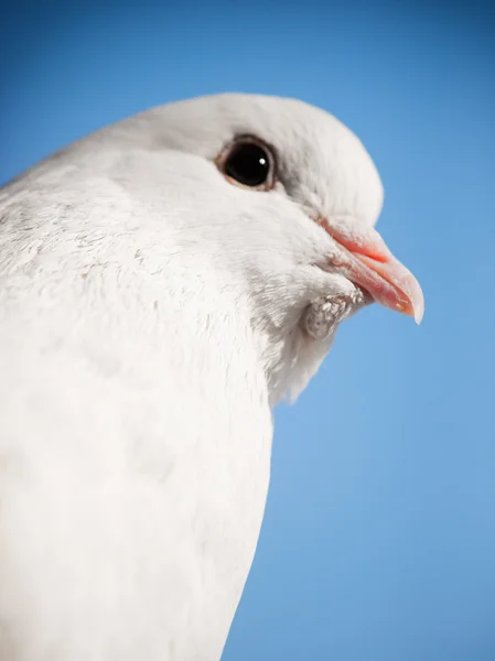 Paloma blanca de cerca — Foto de Stock