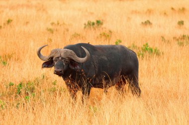 Buffalo in Masai Mara clipart