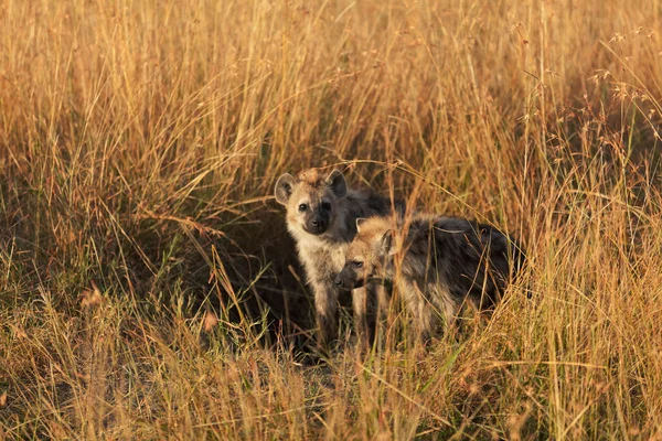 Hienas de bebê, Masai Mara — Fotografia de Stock