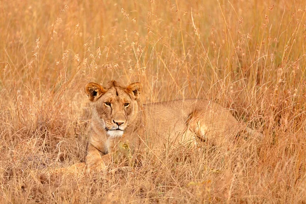 Жіночі лев в Масаї Мара — стокове фото