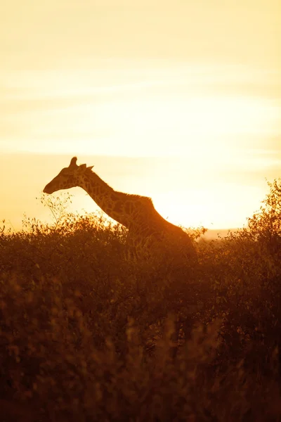 Žirafa silueta v Masai Mara — Stock fotografie