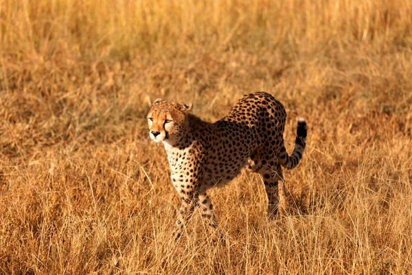 Mies gepardi Masai Marassa — kuvapankkivalokuva