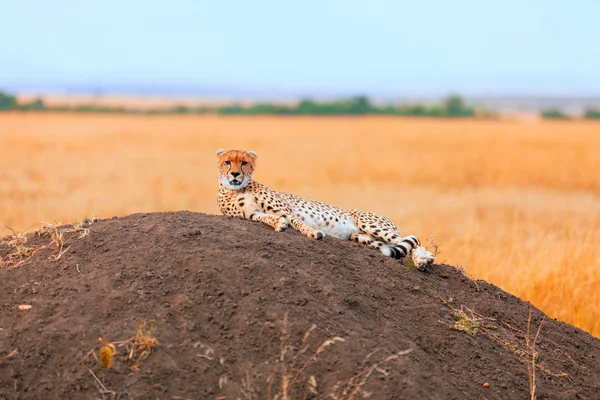 Chita masculina em Masai Mara — Fotografia de Stock