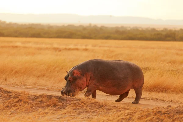 Hippopotamus in dry grass, Masai Mara — Stock Photo, Image