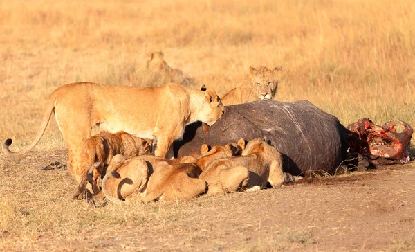 Trots van leeuwen eten bidden — Stockfoto