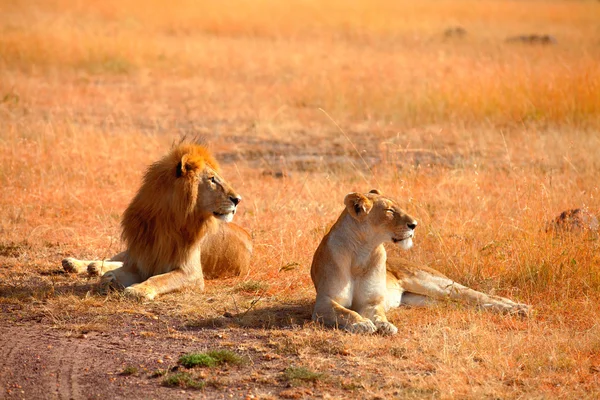 Lions d'accouplement en Masai Mara — Photo