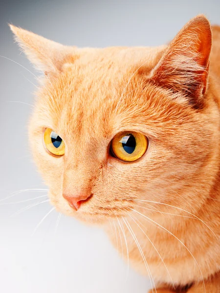 Kucing domestik merah — Stok Foto