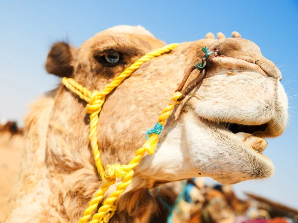 African camels in desert — Stock Photo, Image