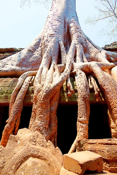 Ta prohm ruines, Angkor Wat, Cambodge — Photo