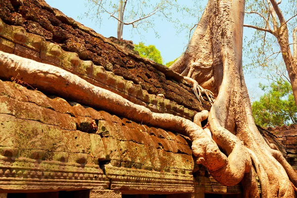 Ta prohm ruiny, angkor wat, Kambodža — Stock fotografie