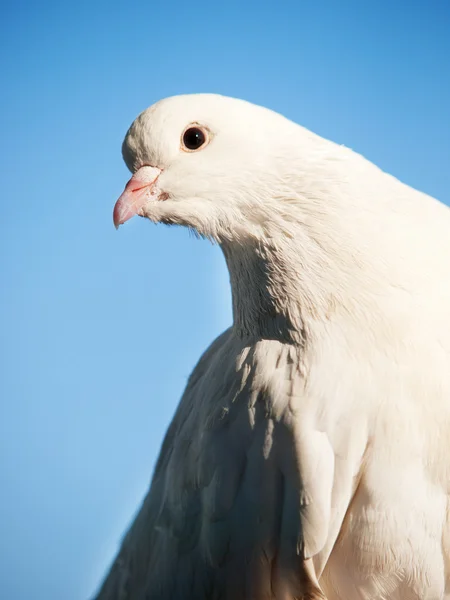 Beyaz Güvercin güvercin — Stok fotoğraf