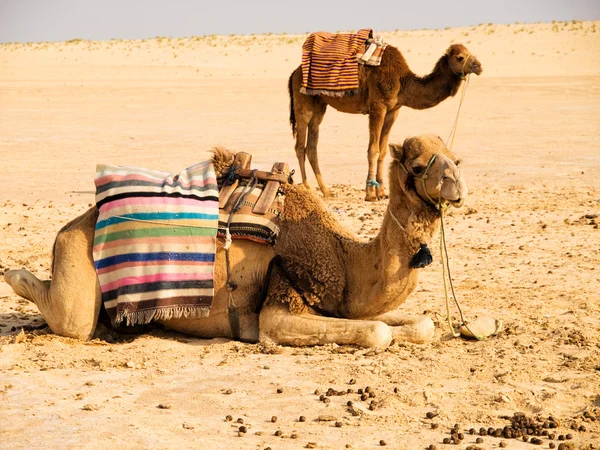 Twee kamelen in de woestijn — Stockfoto
