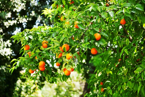 Sinaasappelboom met vruchten — Stockfoto