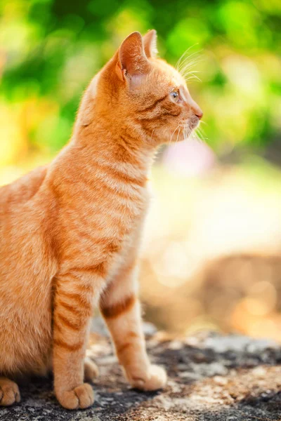 屋外の国内猫 — ストック写真