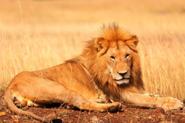 Masai Mara erkek aslan