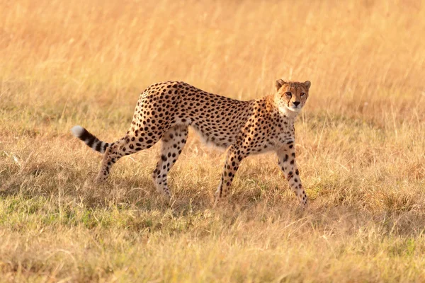 Mies gepardi Masai Marassa — kuvapankkivalokuva