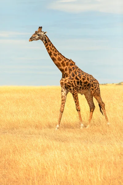 Żyrafa w Masai Mara — Zdjęcie stockowe