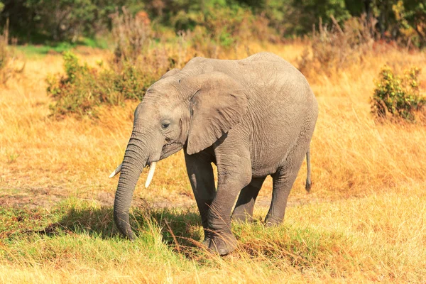 Elefantes en Masai Mara — Foto de Stock