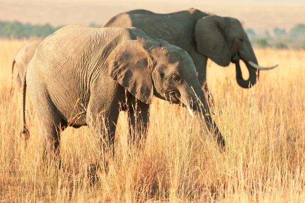 Elefante ao pôr do sol em Amboseli — Fotografia de Stock