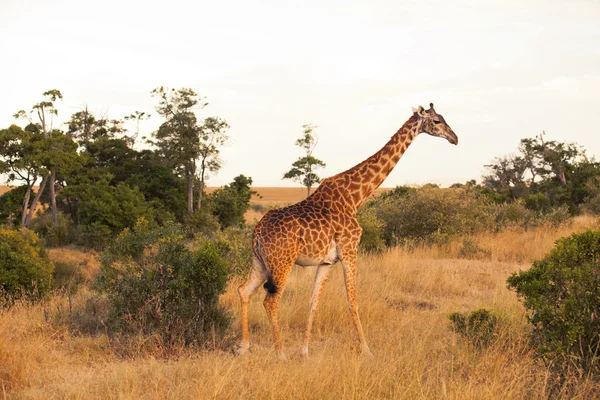 Žirafa v Masai Mara — Stock fotografie