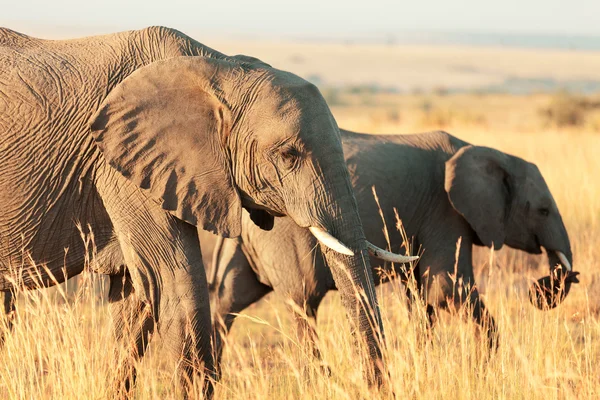 Elephants at sunset in Amboseli — Stock Photo, Image