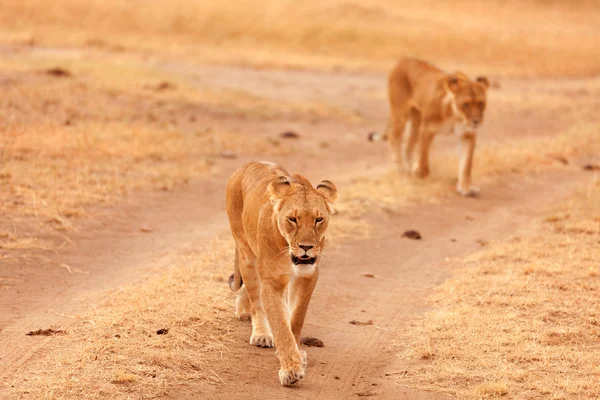 Két lionesses a Masai Mara — Stock Fotó