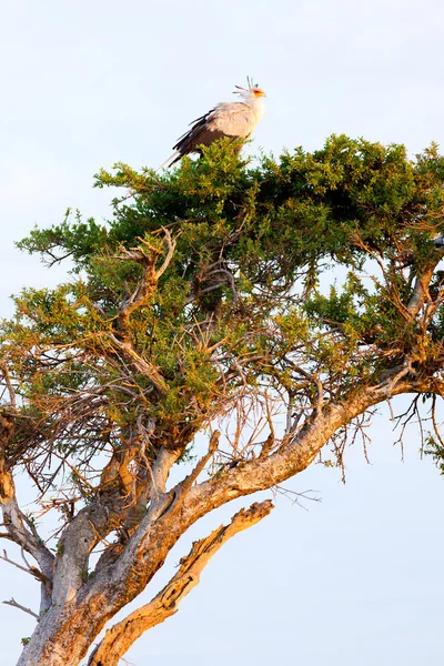 Secrétaire oiseau, Masai Mara — Photo