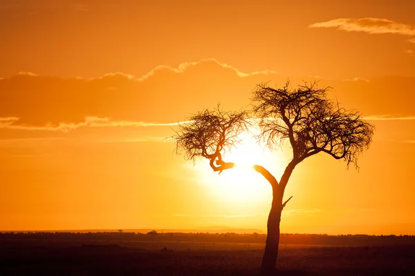 Acacia tree in Masai Mara — Stock Photo, Image