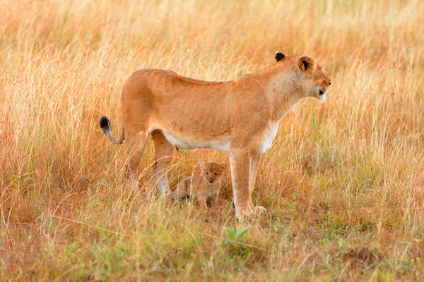 Vrouwelijke leeuw met cubs — Stockfoto