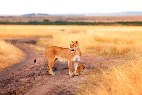 Vrouwelijke leeuw met cubs — Stockfoto