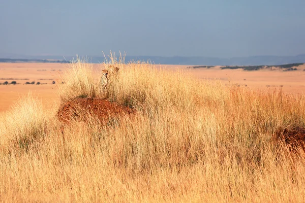 Mężczyzna gepard w Masai Mara — Zdjęcie stockowe