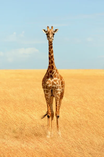 Giraffe in Masai Mara — Stock Photo, Image