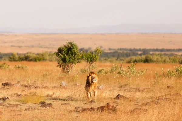 Leão macho em Masai Mara — Fotografia de Stock