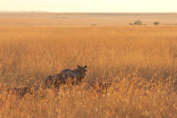 Knobbelzwijn, Masai Mara — Stockfoto