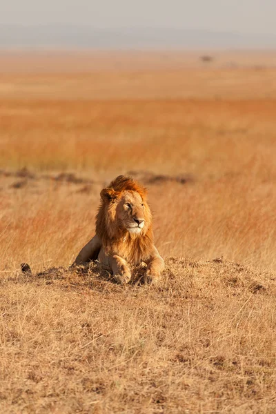 Male lion in Masai Mara — Stock Photo, Image