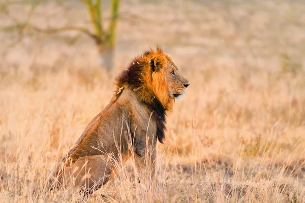 Amboseli erkek aslan — Stok fotoğraf